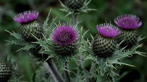 Group of Thistle